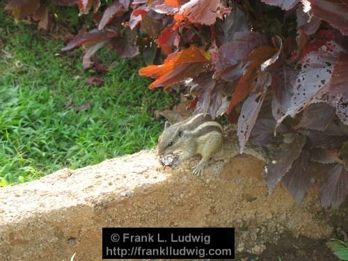 Chipmunk, Maharashtra, Bombay, Mumbai, India